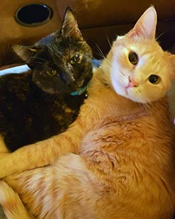 An orange cat and calico cat