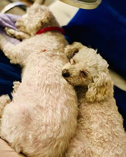 Two schnoodle mixes
