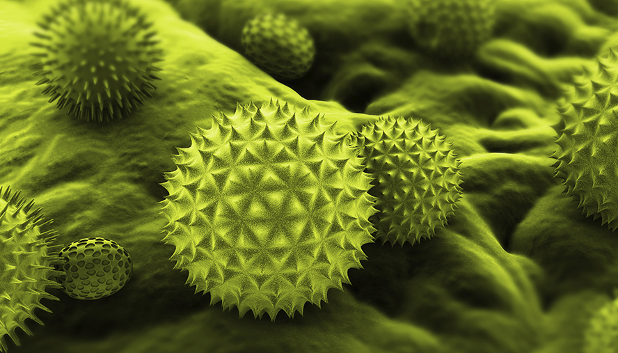 Close up of pollen particle