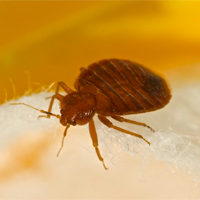 Bed Bug. Photo courtesy of Dr. Harold Harlan. Bed Bug