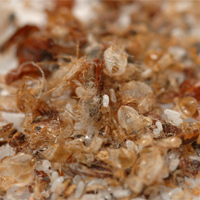 Bed Bug Exoskeletons. Photo courtesy of Dr. Harold Harlan. Bedbug Exoskeletons