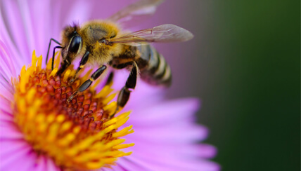 Avoid & Treat Insect Stings