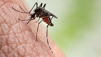 Protect Against Mosquito, Tick & Flea Bites
