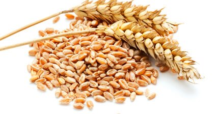 wheat berries