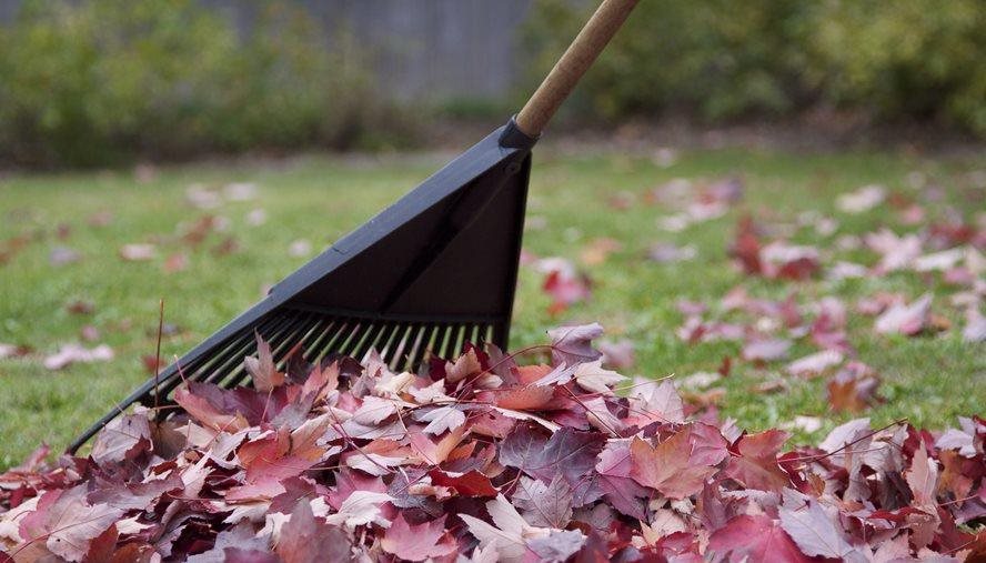 Stay away from wet leaves and garden trash.
