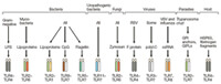 Figure 2: Click on image to enlarge. Figure 2