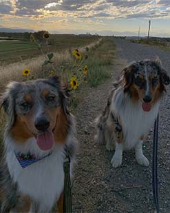 Two sheep dog mixes