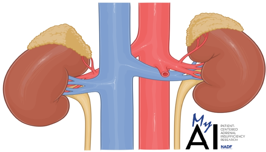 adrenal glands