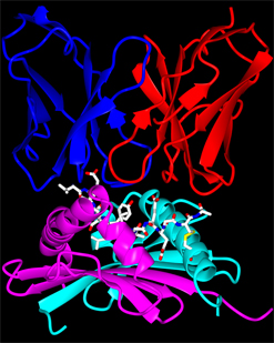 A pathogenic T cell receptor (blue and red) fits snugly onto an MHCII molecule (pink and light blue) displaying an insulin fragment (white).