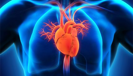 heart lung connection