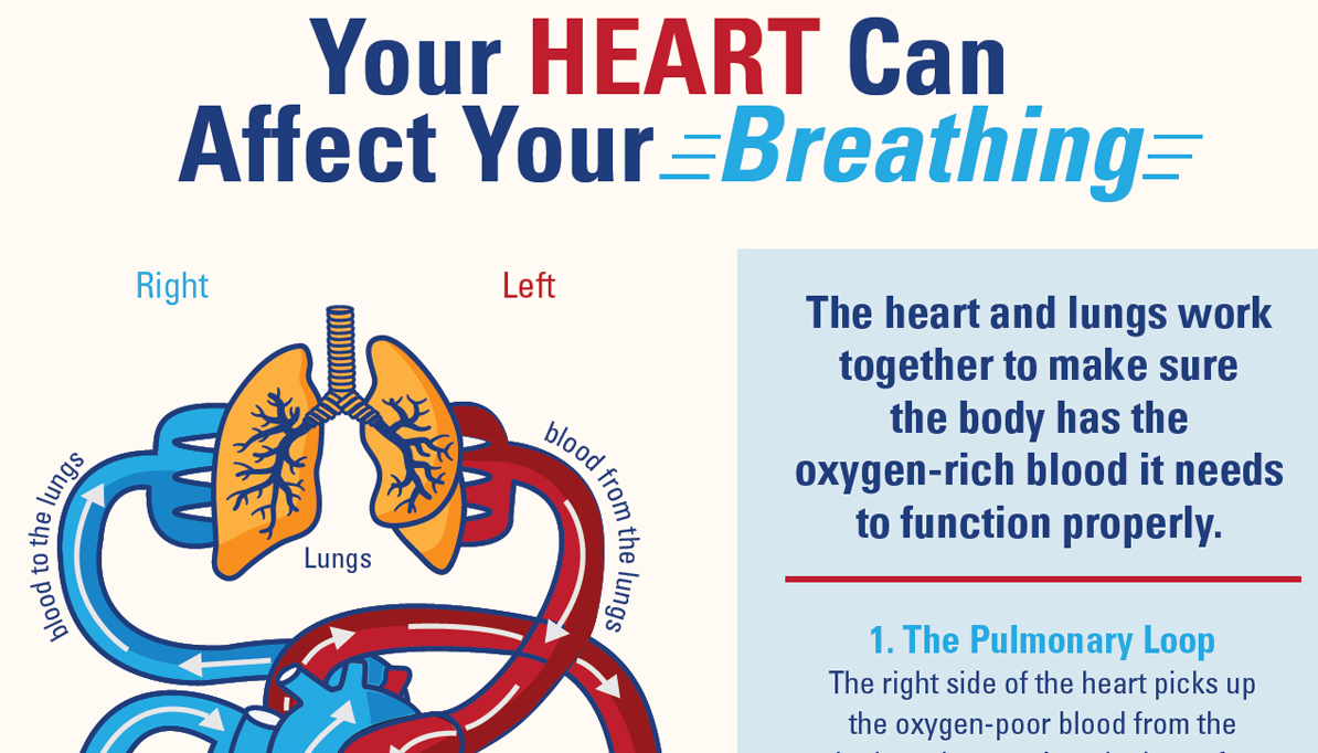 how does the heart affect breathing infographic