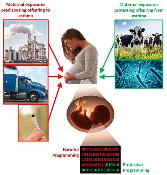 Gorska labs image