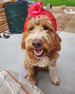 Schnoodle wearing a rose bow