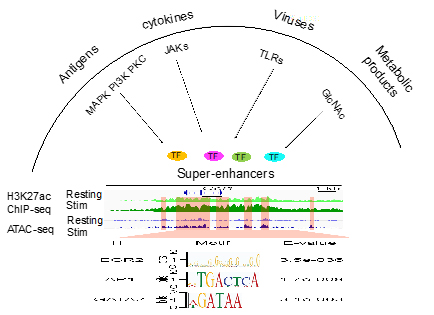 fig 1 huang labs