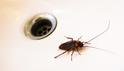 cockroach near a drain