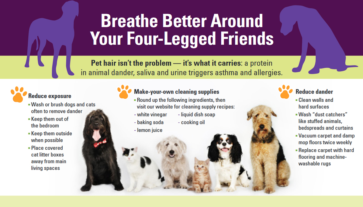 asthma and pets infographics