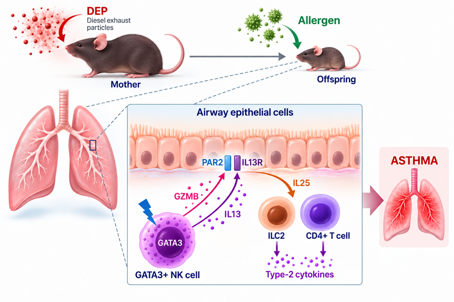 Diagram showing how maternal diesel exhaust exposure may increase offspring susceptibility to allergen-induced asthma through airway epithelial cells, GATA3+ NK cells and type 2 immune responses.