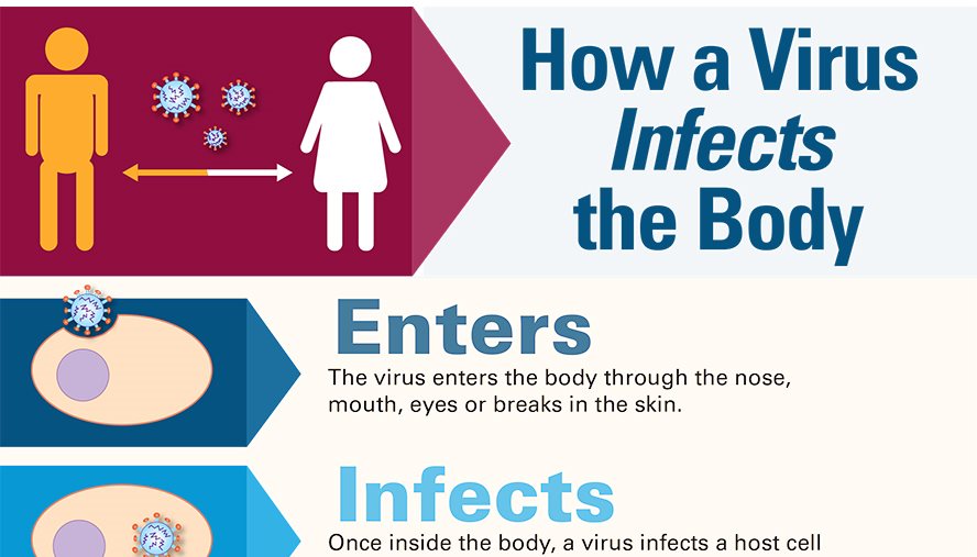 How a Virus Infects the Body