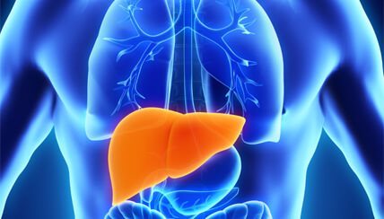 liver inside the body