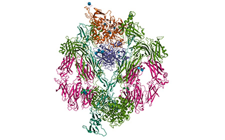 Complement Molecule